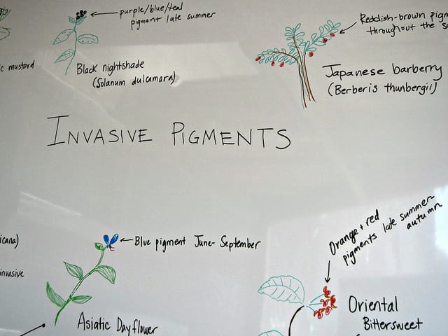 Invasive Pigments Garden at the Center for Strategic Art and Agriculture, Silent Barn