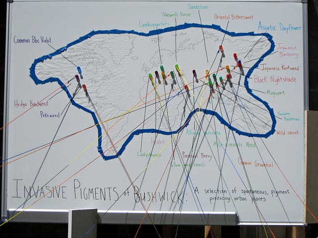 Invasive Pigments Garden at the Center for Strategic Art and Agriculture, Silent Barn