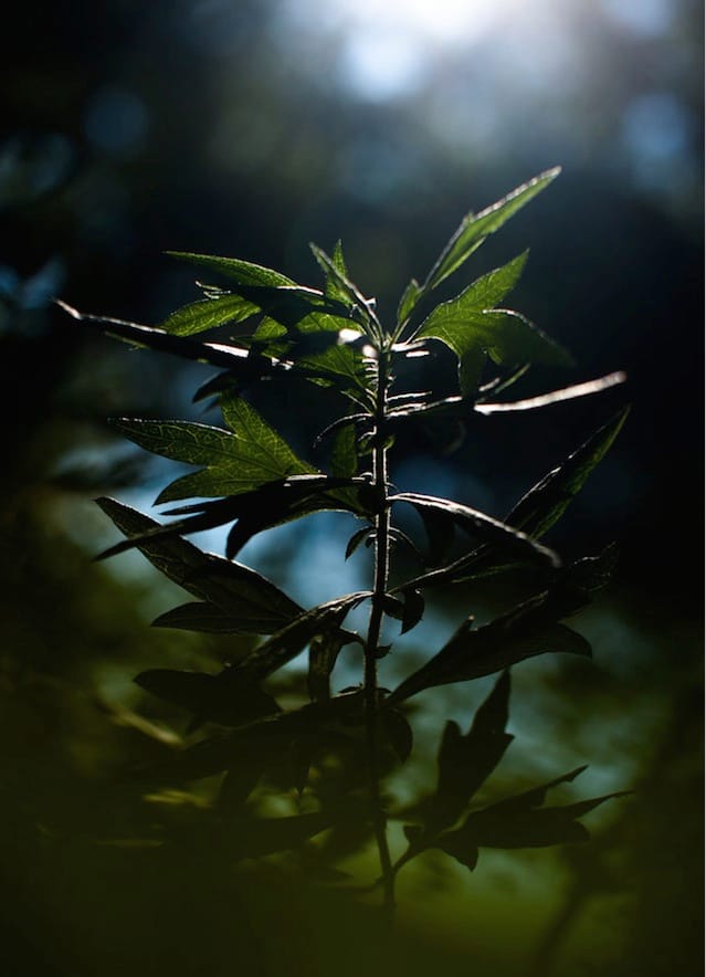 Charles Lavoie "Sun/Green, part 2" (2012) (courtesy of the artist) 