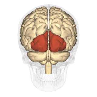 Occipital lobes, one of the brain areas that responds to art view (via Wikimedia)