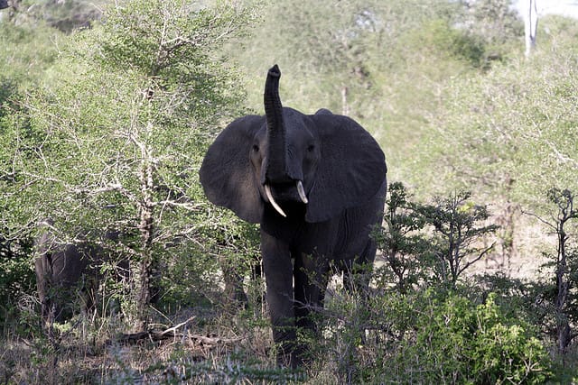 A bull elephant in the Selous Reserve in Tanzania (photograph by bbmexplorer, via Flickr)