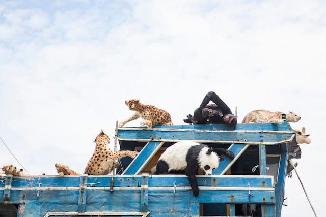 Animals aboard The Ninth Wave, Shanghai, 2014 ￼ Photo by JJY Photo, courtesy Cai Studio
