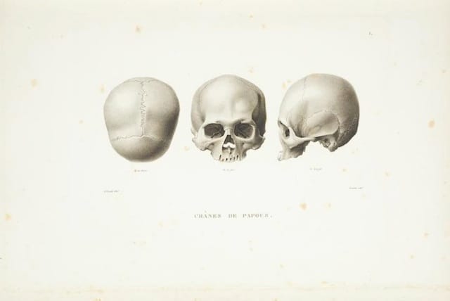 Illustration from Louis Claude Desaulses de Freycinet, "Voyage aautour du monde entrepris par ordre du Roi, exécuté sur les corvettes de S.M. l'Oranie et la Physicienne pendant les années 1817, 1818, 1819 et 1820"