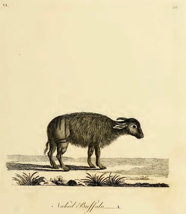 Illustration from Thomas Pennant's "History of quadrupeds" (1793)