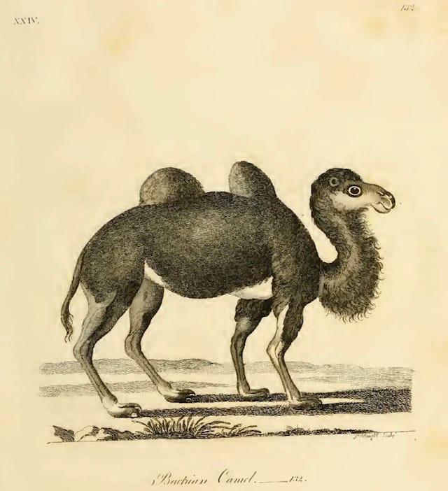 Illustration from Thomas Pennant's "History of quadrupeds" (1793)