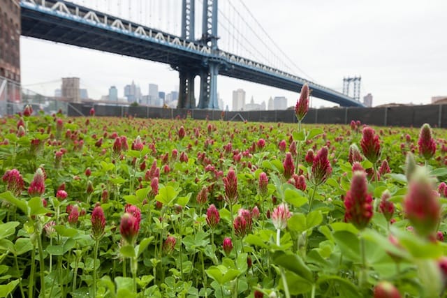 Andrea Reynosa, Brooklyn Grange and Alloy, John Street Pasture, Outdoor public project located at 1 John Street, Brooklyn. Photo by Etienne Frossard. Courtesy of Smack Mellon, Brooklyn, NY. 