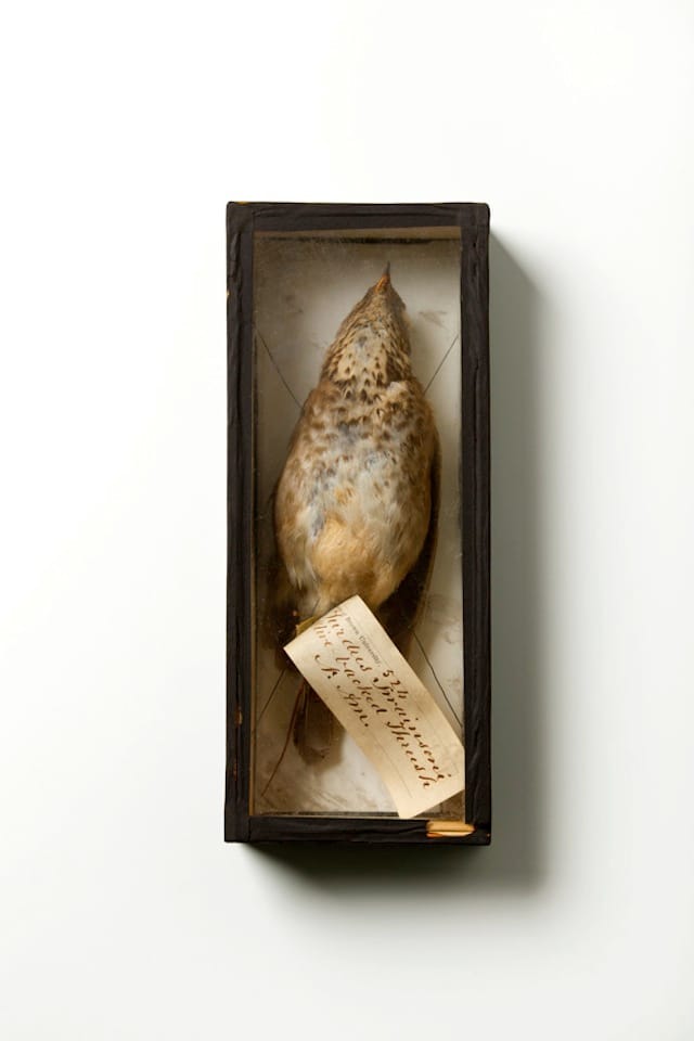 (image by Howard Chu)