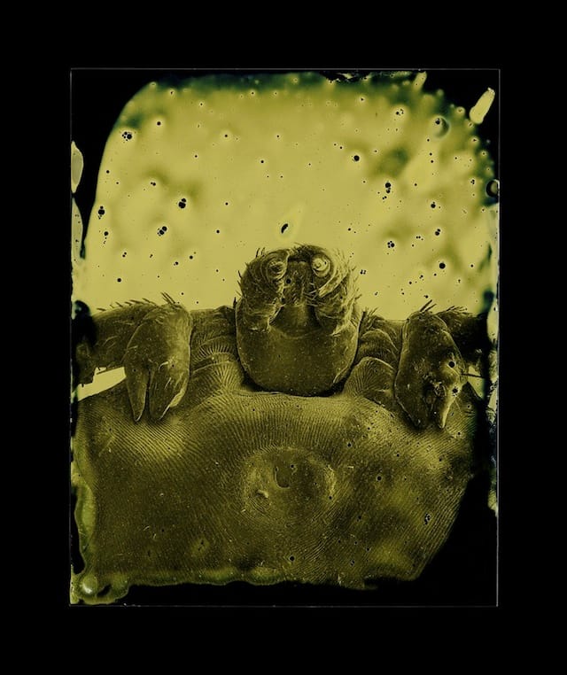 Marcus DeSieno, "Dermacentor andersoni," Archival Pigment Print from Dry Plate Gelatin Ferrotype