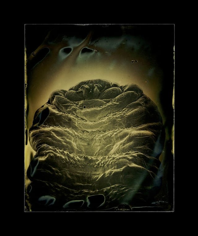 Marcus DeSieno, "Dermatobia hominis (larva)," Archival Pigment Print from Dry Plate Gelatin Ferrotype