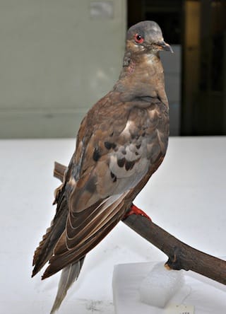 Martha the last passenger pigeon (credit: Elizabeth O’Brien/Smithsonian Institution)
