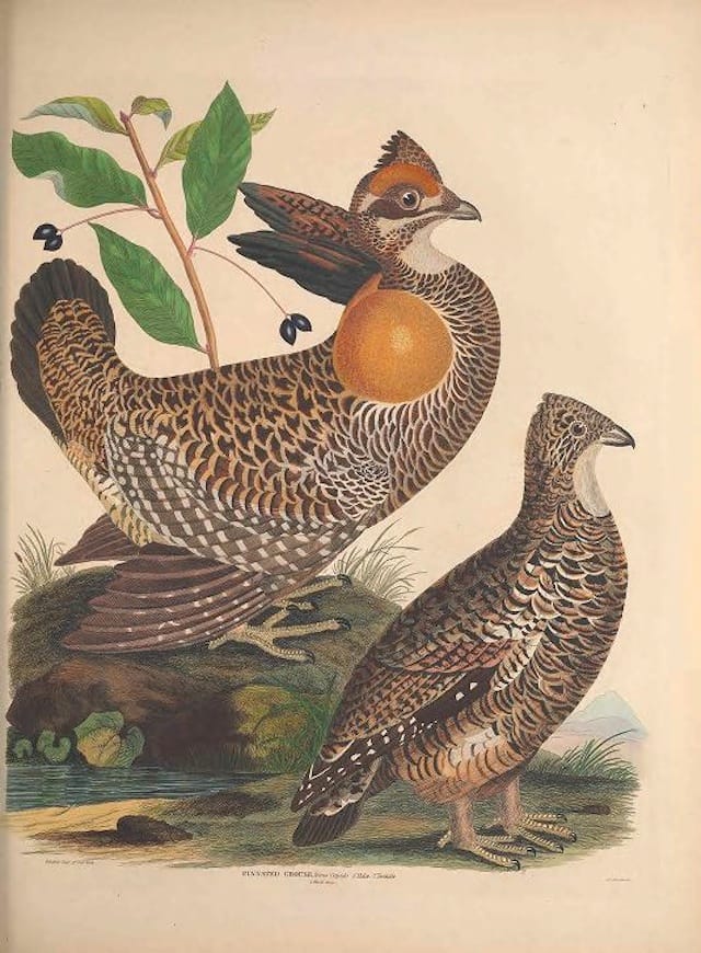 from "Illustrations of the American ornithology of Alexander Wilson and Charles Lucian Bonaparte" (1835) (courtesy Biodiversity Heritage Library)