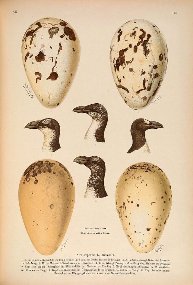 Great auk heads & their eggs from "Naturgeschichte der Vögel Mitteleuropas" (1905) (Courtesy of the Biodiversity Heritage Library)
