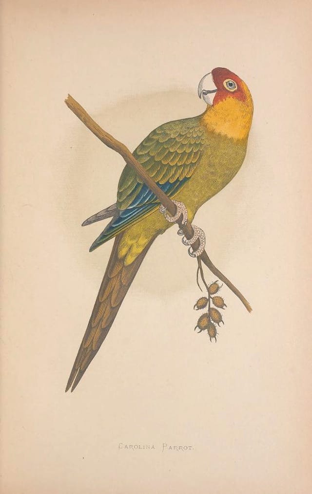 Carolina parakeet in W. T. Greene's "Parrots in Captivity" (1880s) (courtesy Biodiversity Heritage Library)