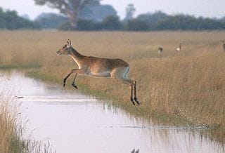 Antelope at the Okavango Delta, the 1,000th World Heritage Site (photograph by PanBK, via Wikimedia)