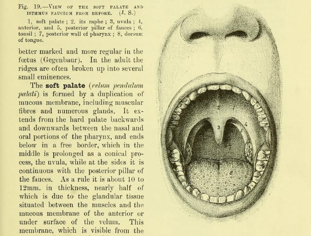 Illustration from "Quain's Elements of Anatomy" by Jones Quain (1890) (via Wellcome Library)