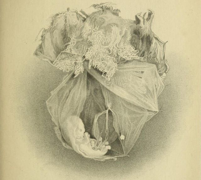 Illustration from "Hand-book of Physiology" by William Senhouse Kirkes (1860) (via Wellcome Library)