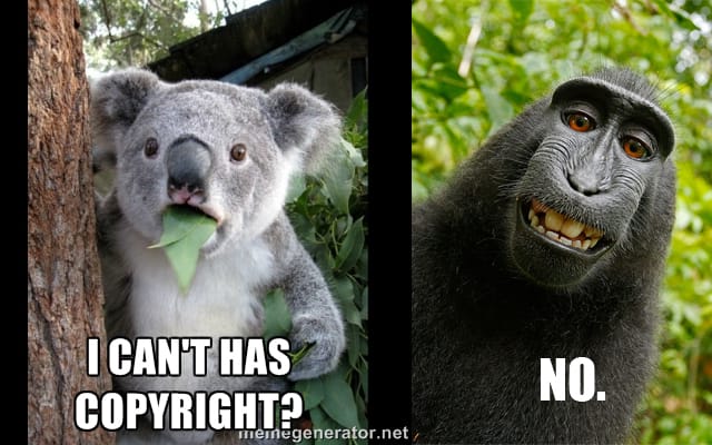 animal-copyright-640