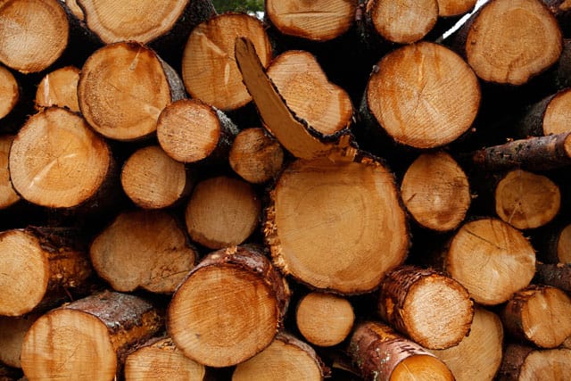 Katie Paterson, "Future Library" (2014-2114) (photo © Giorgia Polizzi) (click to enlarge)