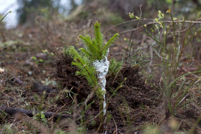 Katie Paterson, "Future Library" (2014-2114) (photo © MJC) (click to enlarge)