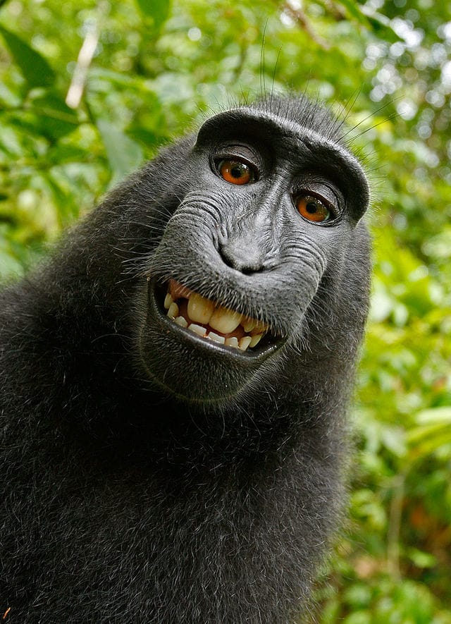 The infamous Macaca Nigra selfie (via Wikimedia)