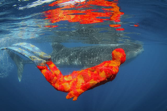A scuba diver swimming alongside a shark