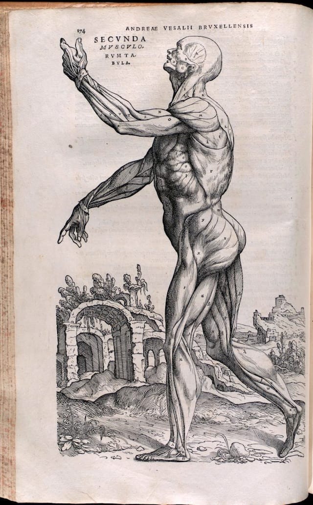 Muscles diagrammed in "De humani corporis fabrica" (1543) (via Thomas Fisher Rare Book Library)