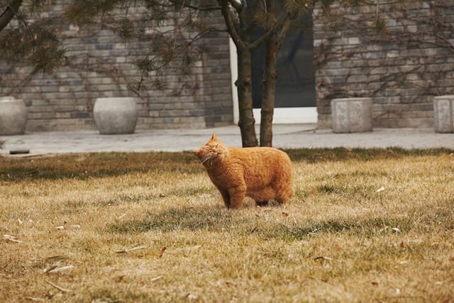 Another of Ai's cats (photo by Matt Robinson, courtesy 'Puss Puss' magazine) 