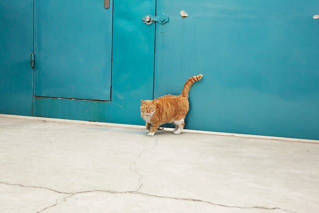 One of Ai Wei Wei's cats (Photograph by Matt Robinson, courtesy of Puss Puss Magazine) 