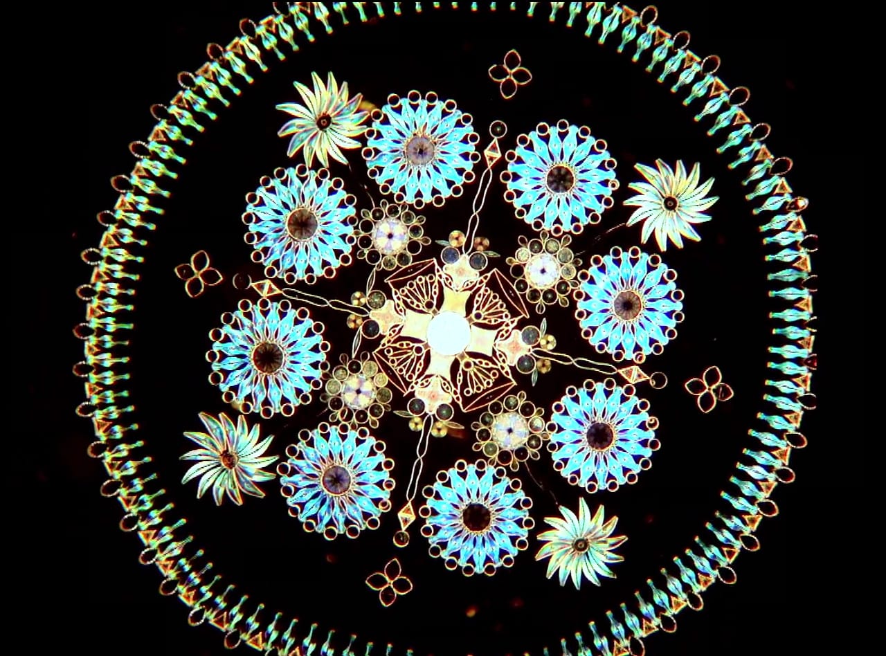 A slide of arranged diatoms by Klaus Kemp (screenshot by the author from "The Diatomist" on Vimeo)