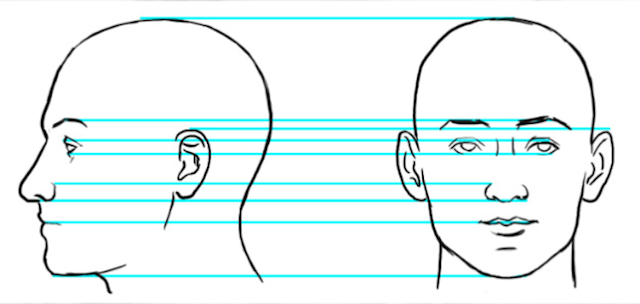 facial-proportions