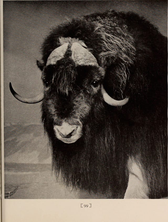 "General guide to the exhibition halls of the American Museum of Natural History" (1911) (via Internet Archive Book Images)