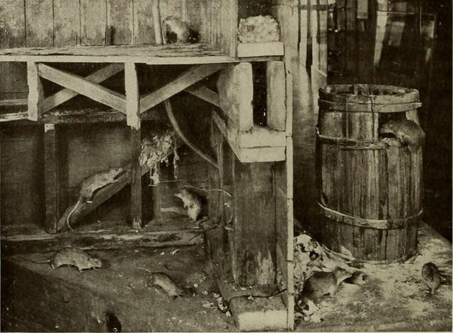 Model of a rat-infested home in the American Museum of Natural History "Guide leaflet" (1901) (via Internet Archive Book Images)