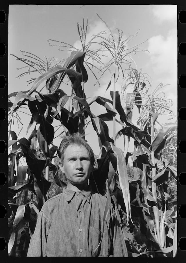 Agricultural day laborer in his the corn field near his tent home in a community camp, Oklahoma City, photograph by Russell Lee (July 1939) (via Photogrammar/Library of Congress)