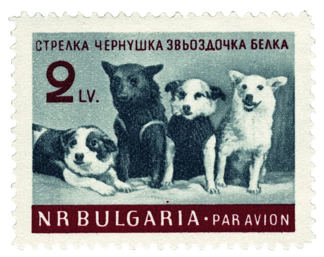 BULGARIAN STAMP Stamp, Bulgarian SSR (1961) This stamp shows a group portrait taken at the press conference held on 28 March 1961. Text left to right reads ‘Strelka, Chernushka,  Zvezdochka, Belka’. 