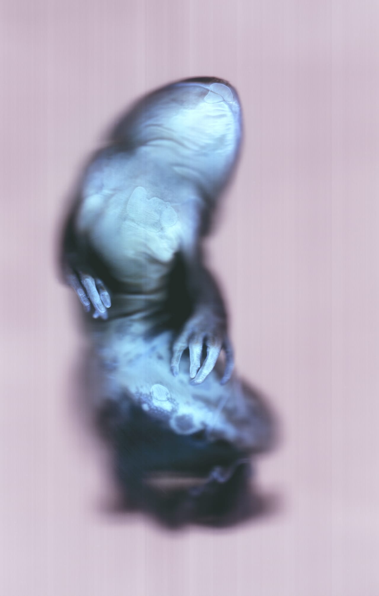 Ann Hamilton. Digital scan of specimens from University of Washington’s Burke Museum of Natural History and Culture Herpetology Collection. 2014. Courtesy of the artist