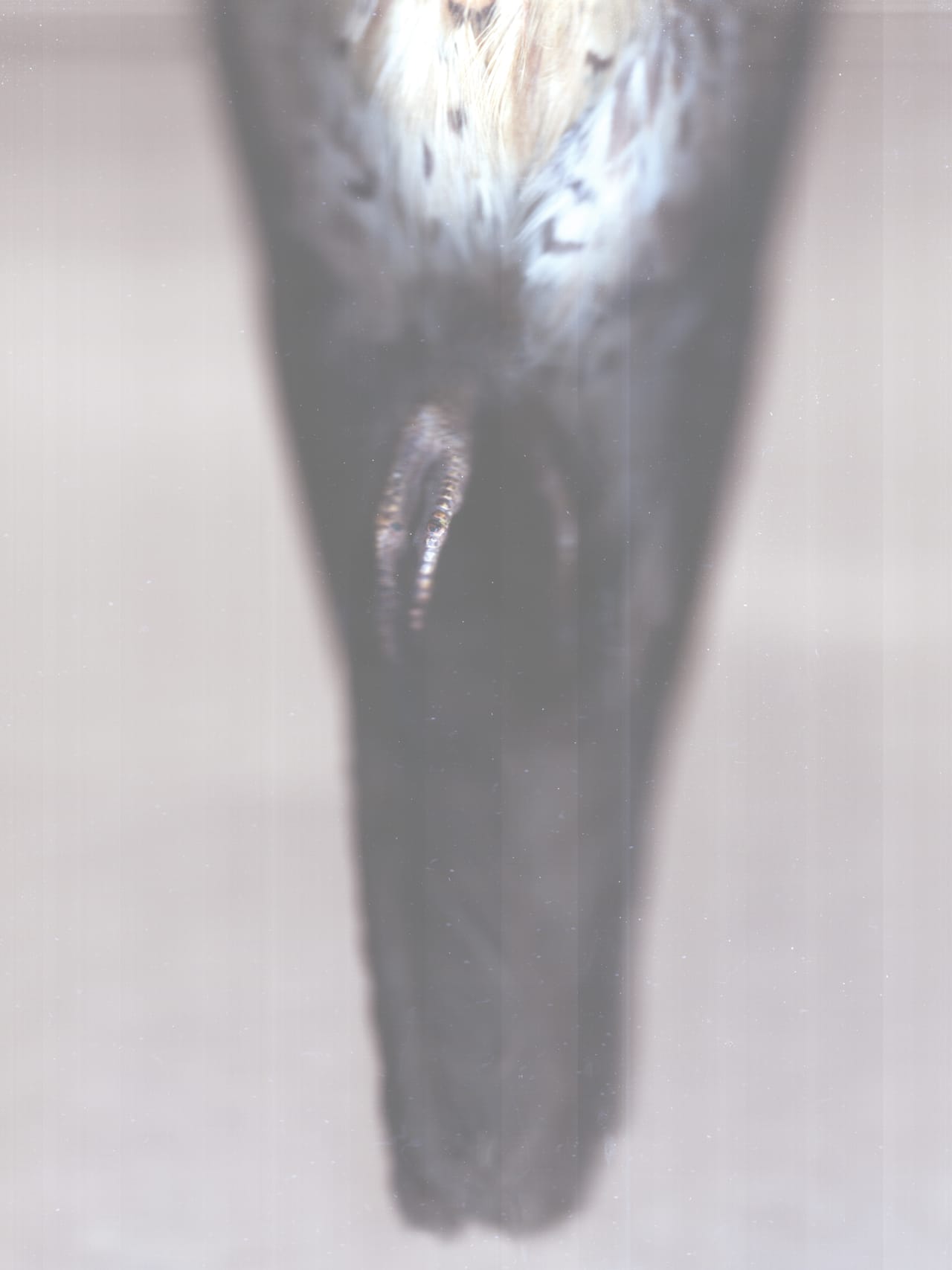 Ann Hamilton, Digital scan of a peregrine falcon from University of Washington’s Burke Museum of Natural History and Culture Ornithology Collection (2014) (courtesy the artist)