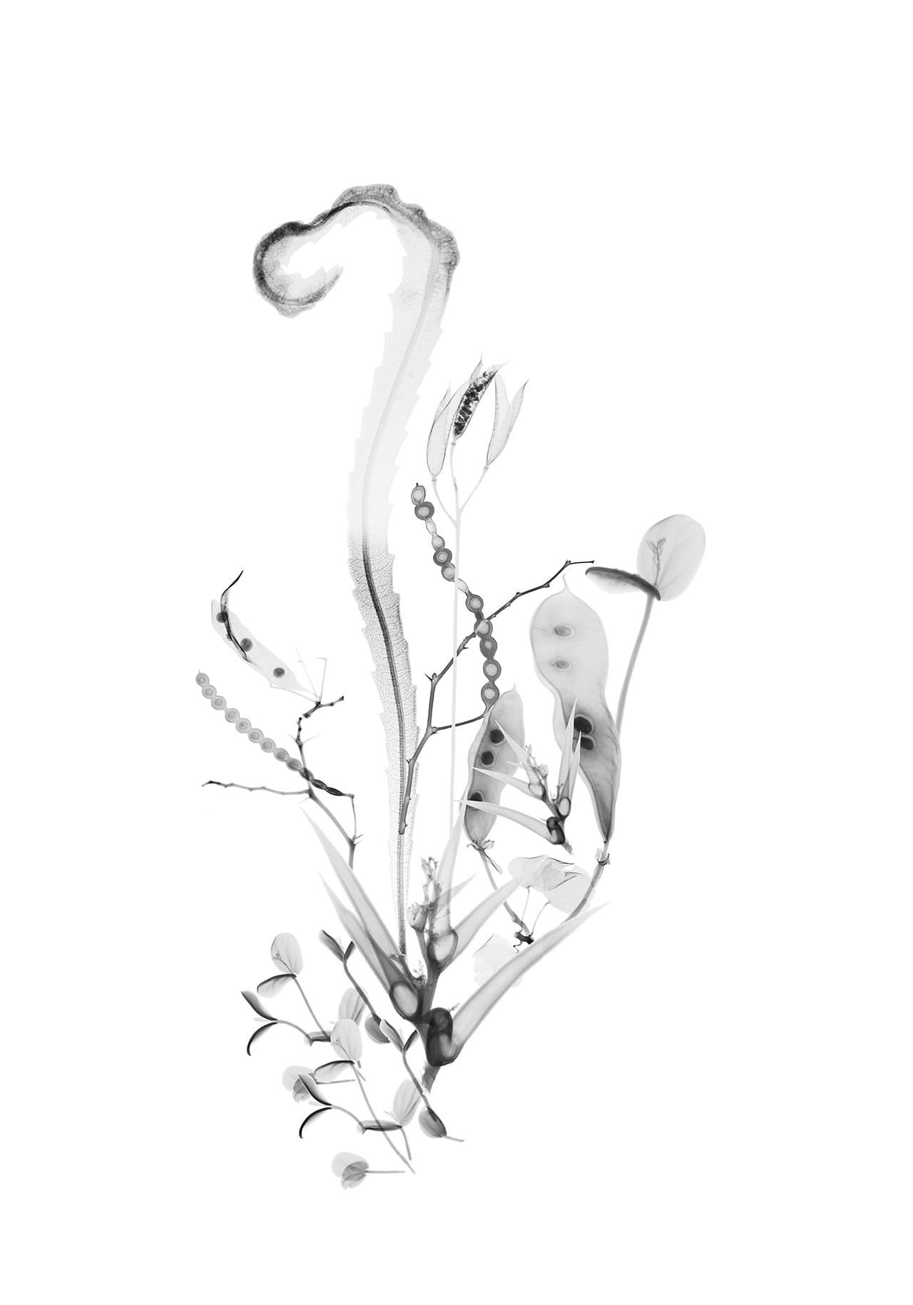 "Columbian Exchange I" by Dornith Doherty, 2014, 35 x 50 inches, archival pigment print  (click to enlarge)