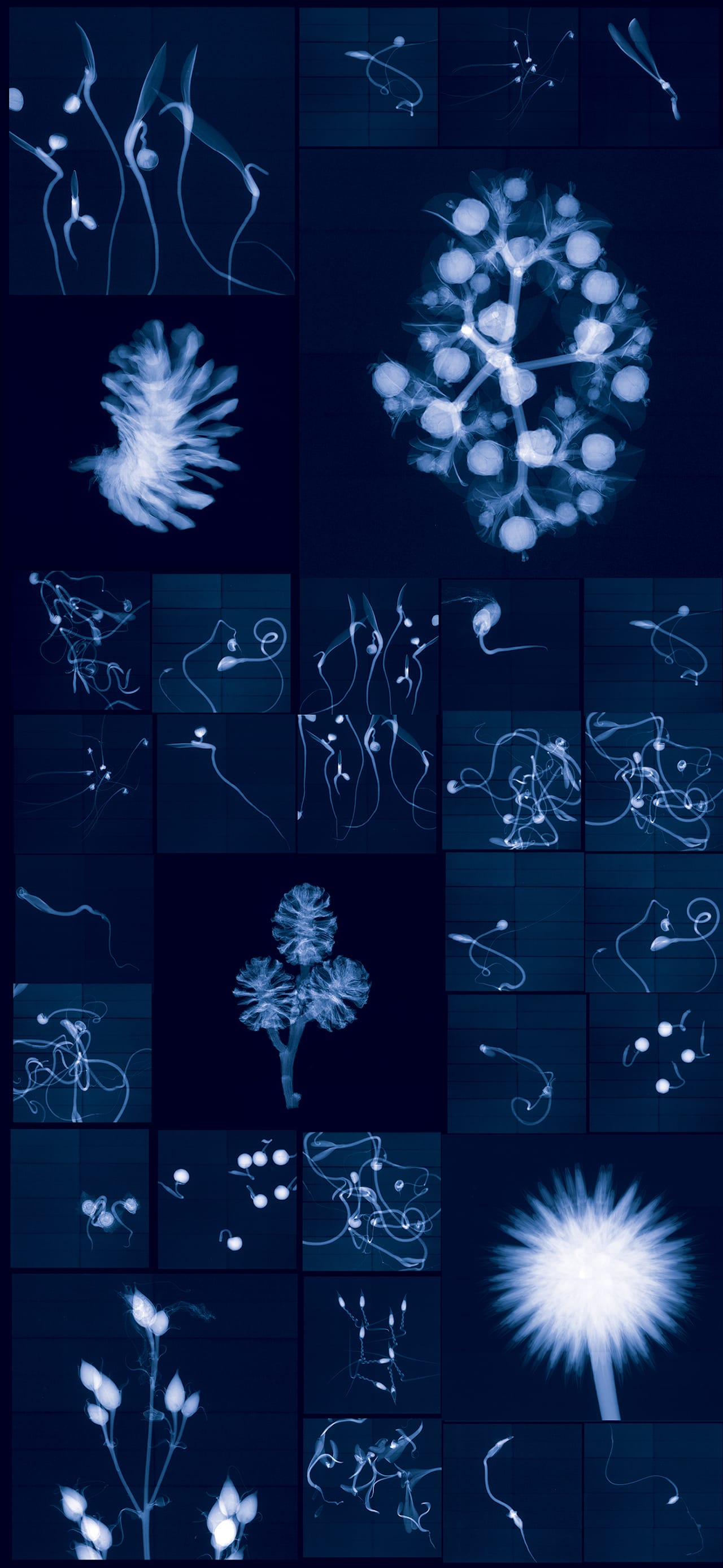 "Millennium Seed Bank Research Seedlings and Lochner-Stuppy Test Garden" by Dornith Doherty, 2011, 35 x 76 inches, digital chromogenic lenticular print  (click to enlarge)