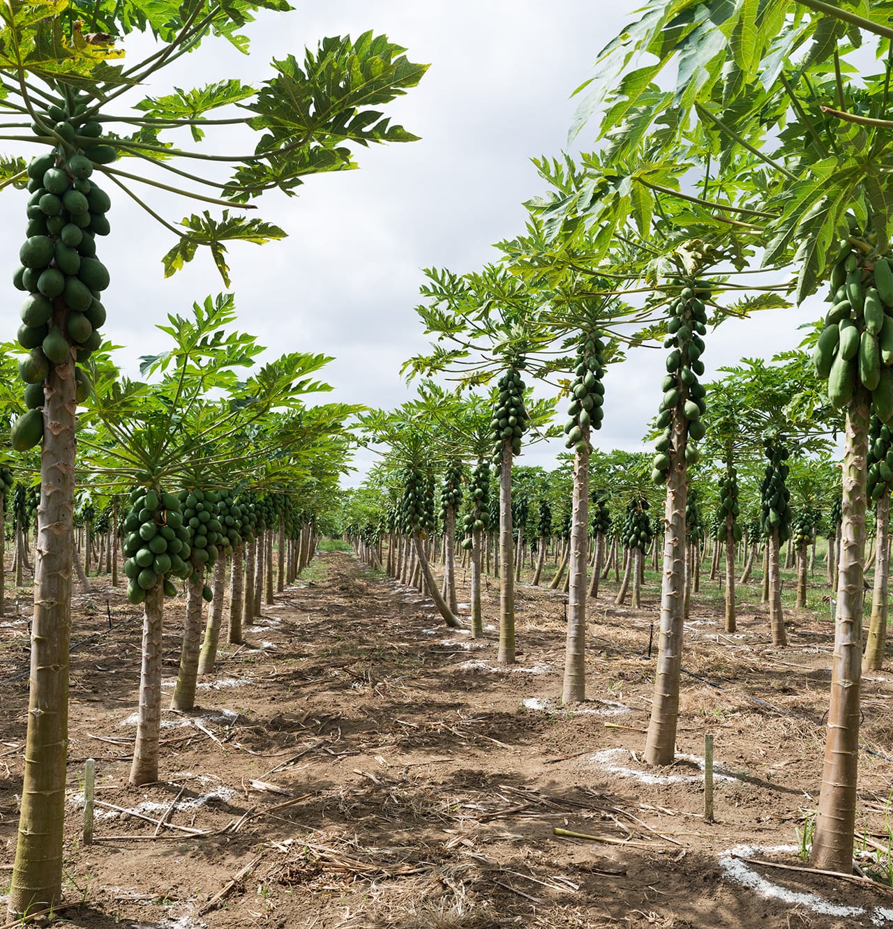"Papaya Collection, Cruz das Almas, Brazil" by Dornith Doherty, 2013, 45.25 x 43.47 inches, archival pigment print  (click to enlarge)