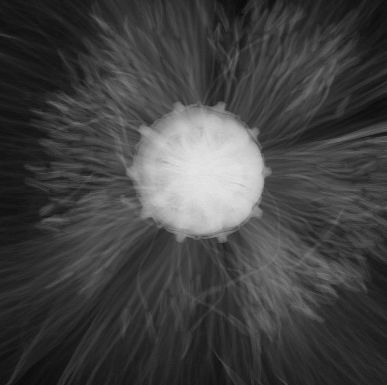 "Prange's" by Dornith Doherty, 2011, 36.5 x 36.5, archival pigment print  (click to enlarge)