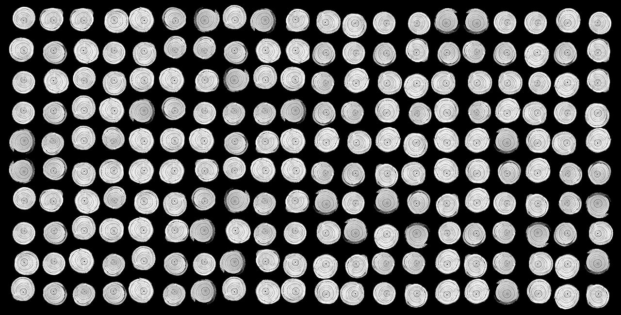 "Wollemi Pine Cross Sections" by Dornith Doherty, 2011, 64.5 x 29.5 inches, archival pigment print (click to enlarge)