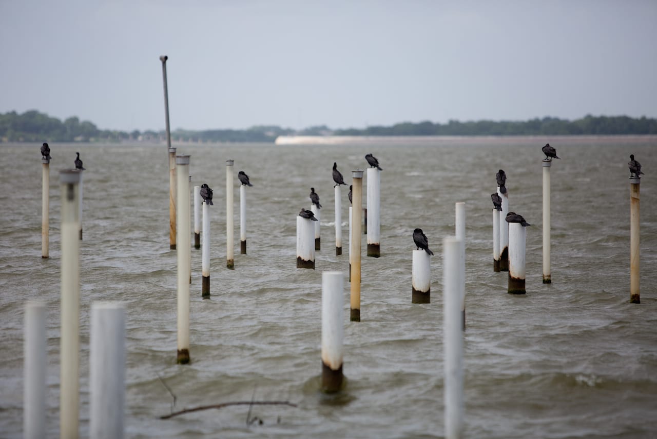 White Rock Lake Wildlife Water Theater Dallas, TX Photograph © Allison V. Smith, 2014, courtesy The Cultural Landscape Foundation