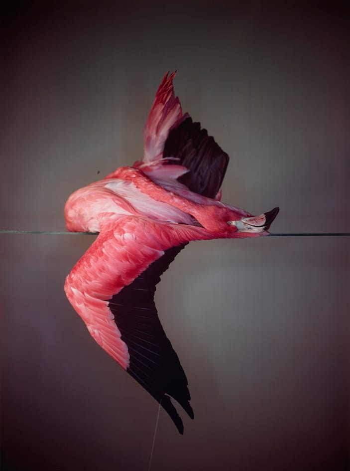 Richard Learoyd, "Large Flamingo" (2014), unique camera obscura Ilfochrome photograph (© Richard Learoyd) (click to enlarge)