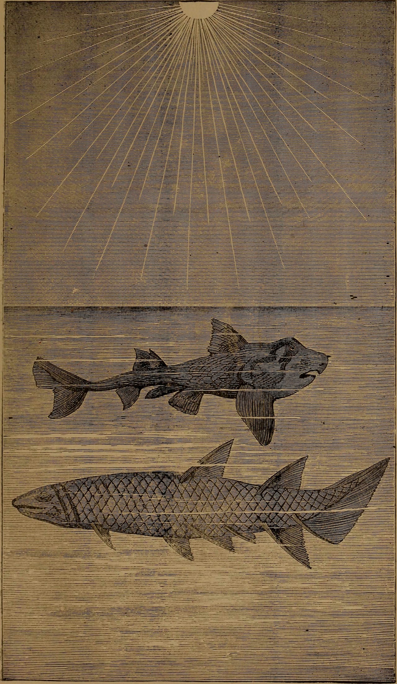 Illustration from "God in nature and revelation" (1875)