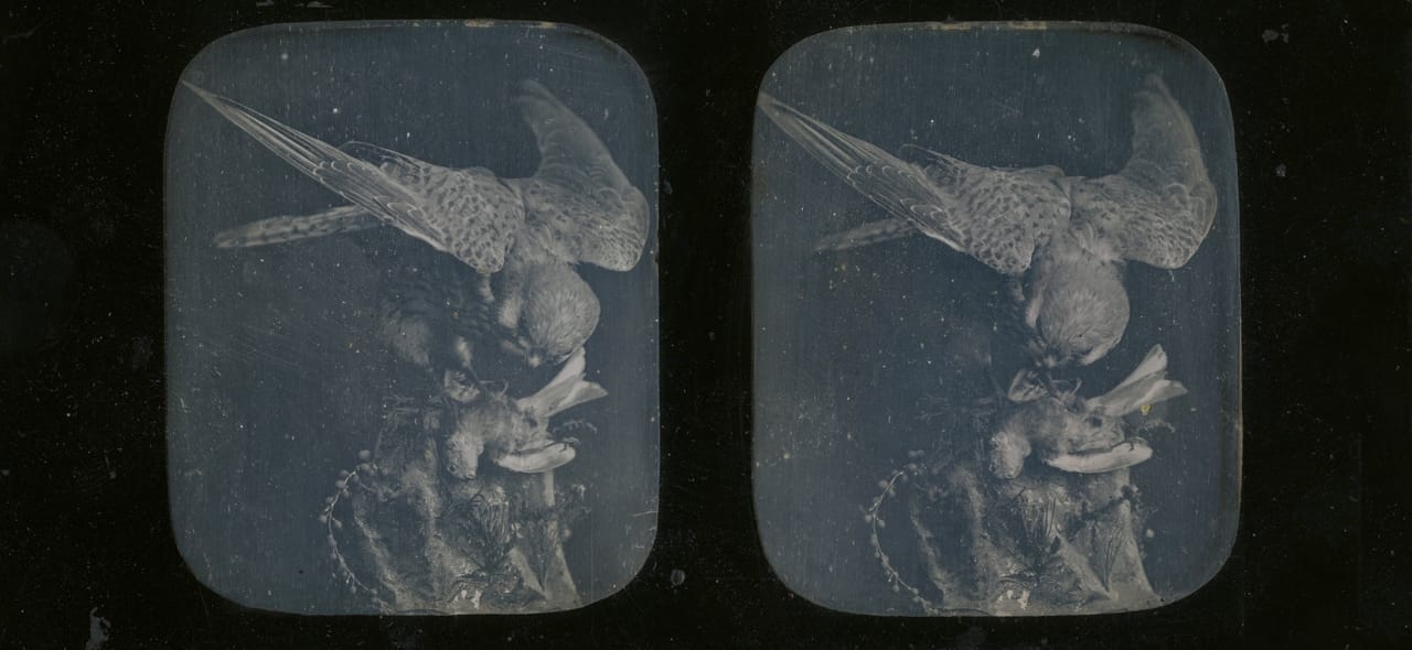 Unknown photographer, Owl and its Prey, Still Life (1850), stereoscopic daguerreotype