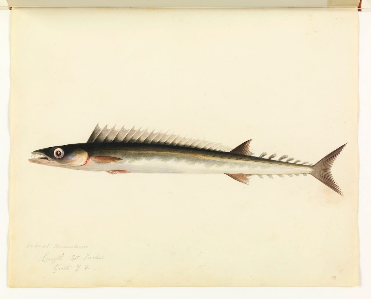 William Buelow Gould, "Barracouta" 