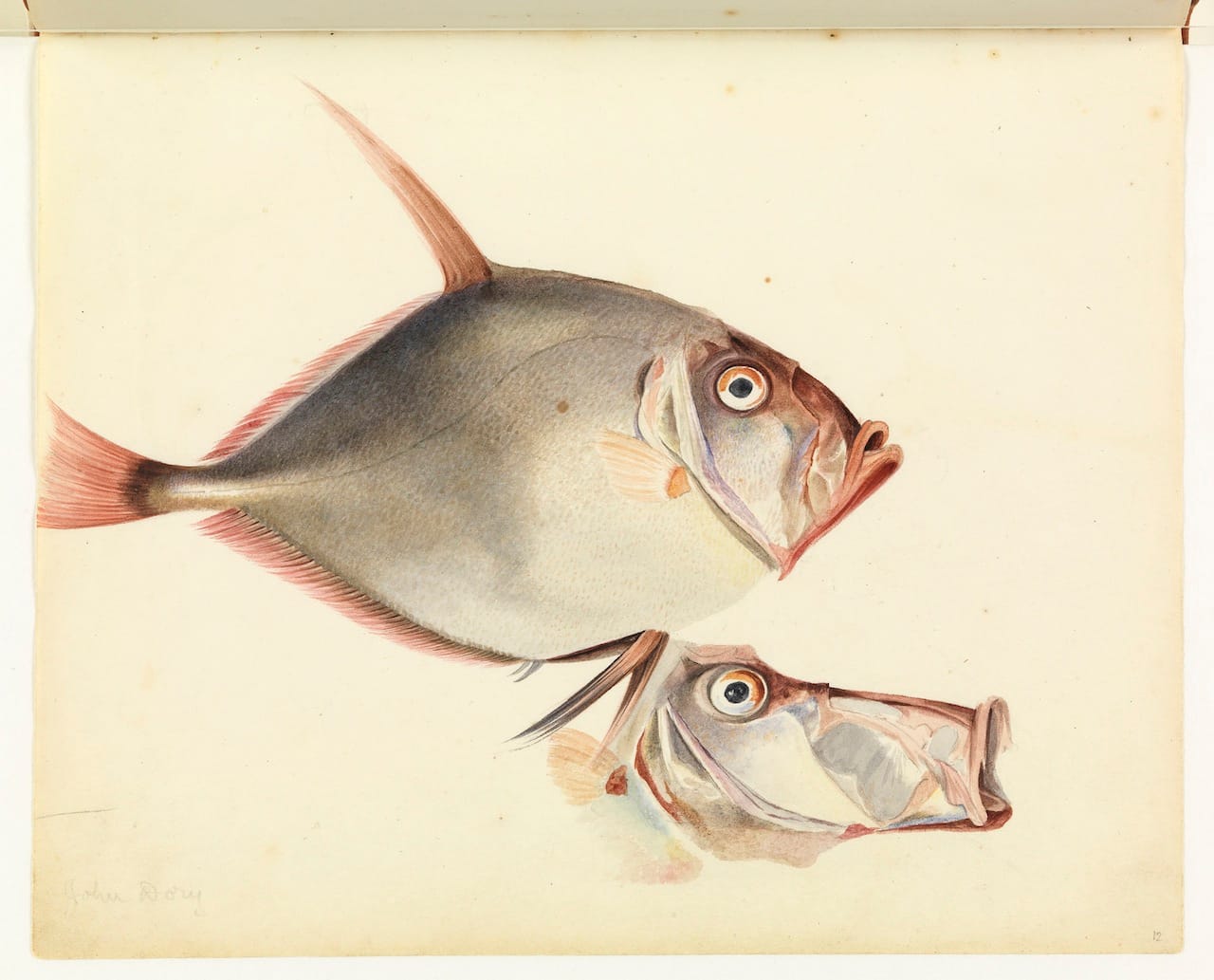 William Buelow Gould, "Silver dory"