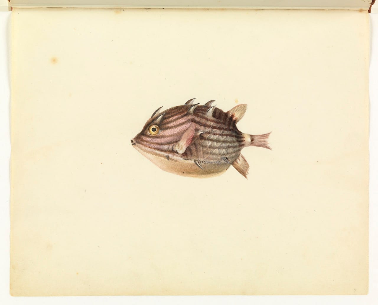 William Buelow Gould, "Cow or coffer fish"