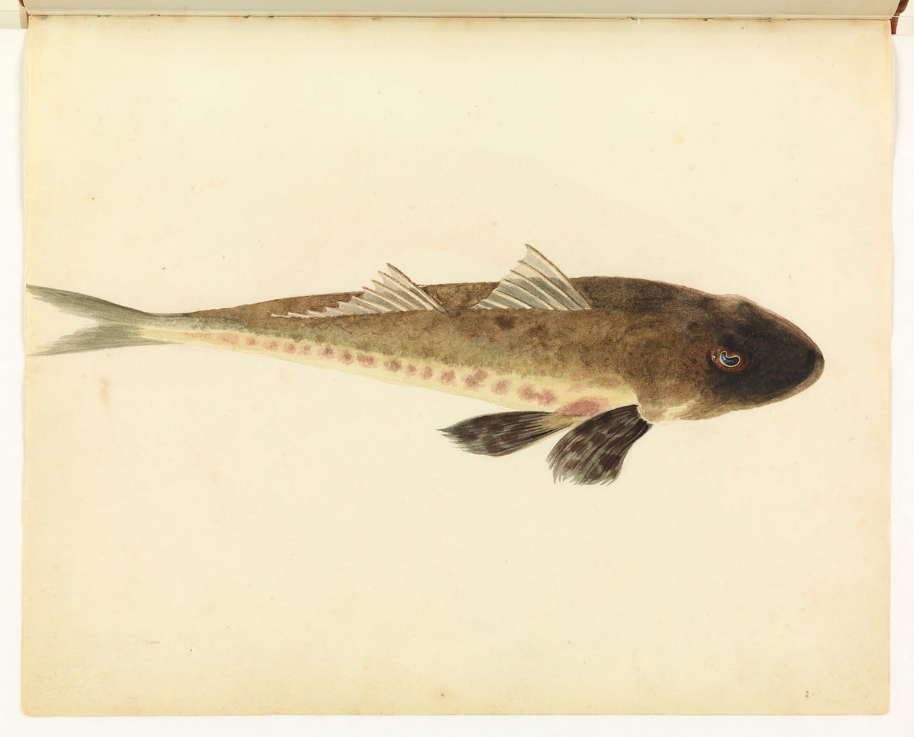 William Buelow Gould, "Flathead"
