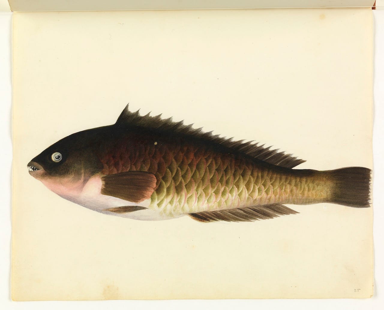 William Buelow Gould, "Parrot fish"